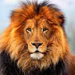 Lion Animal Totems